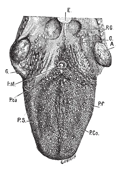 Anatomia da língua, gravura vintage . —  Vetores de Stock