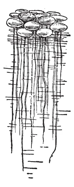 duckweed veya lemna minor, vintage oyma