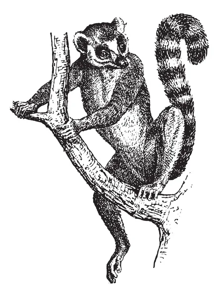 Lémurien à queue cerclée ou lémurien, gravure vintage — Image vectorielle