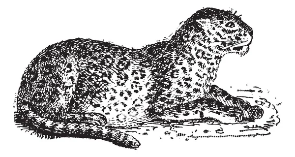 leopar veya panthera pardus, antika gravür