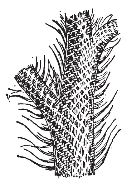Lepidodendron, antika gravür — Stok Vektör