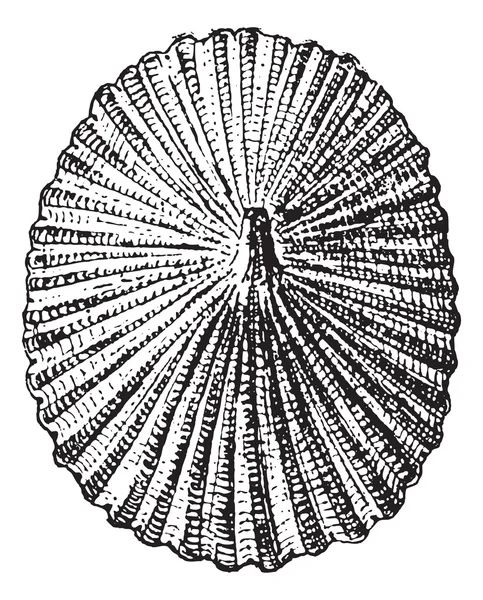 Barnacle ou Lepas sp., gravura vintage — Vetor de Stock