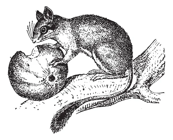 Dormouse ou Glis glis, gravura vintage — Vetor de Stock