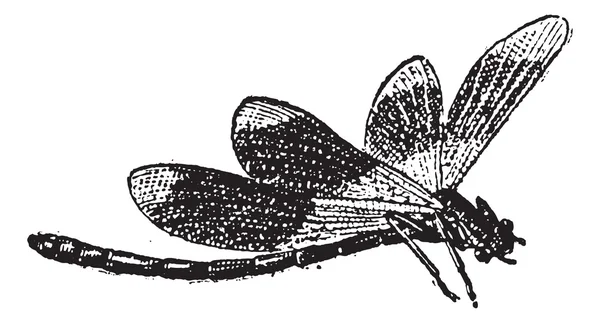 Dragonfly, vintage Χαρακτική — Διανυσματικό Αρχείο