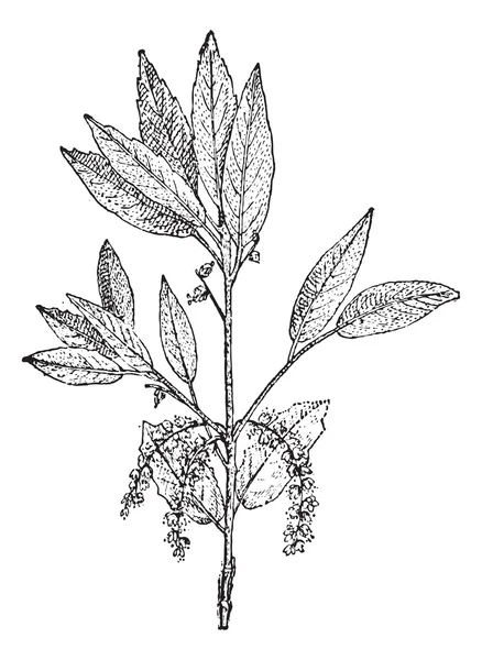 Cork meşe veya quercus suber, antika gravür