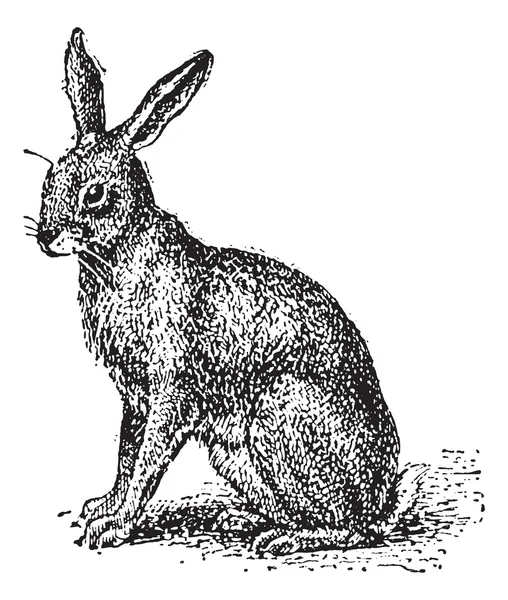 Lièvre ou Lepus sp., gravure vintage — Image vectorielle