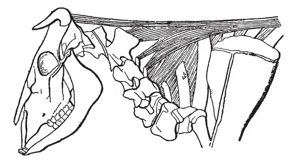 Legamento cervicale in Bovini, incisione vintage — Vettoriale Stock