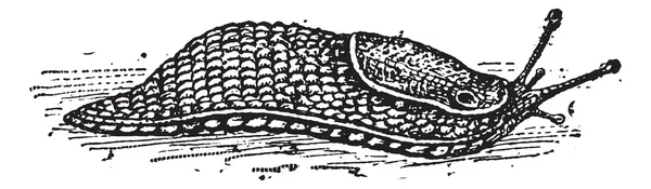 スラグ、ヴィンテージの彫刻 — ストックベクタ