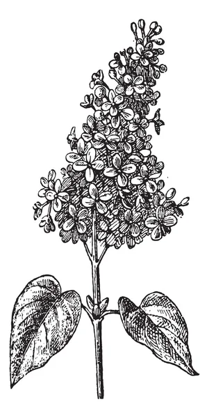 Lila of syringa sp., vintage gravure — Stockvector