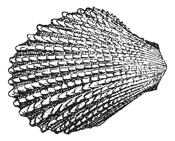 Shell-Lime, grabado vintage — Archivo Imágenes Vectoriales