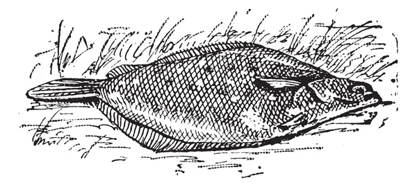 比目鱼或 limanda sp.），复古雕刻 — 图库矢量图片