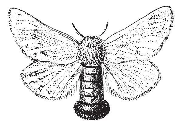 Gypsy moth veya lymantria dispare, vintage oyma — Stok Vektör