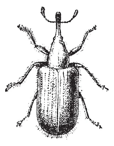 Weevil nebo curculionoidea, vintage gravírování — Stockový vektor