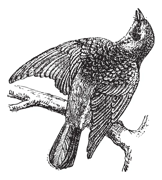 Kramsvogel of turdus pilaris, vintage gravure — Stockvector