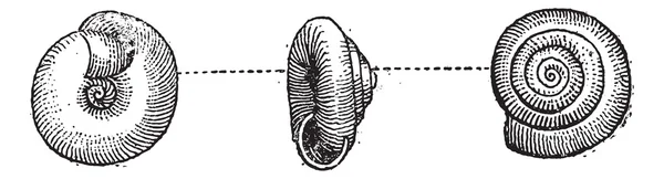 Escargot de jardin ou Helix aspersa, gravure vintage — Image vectorielle