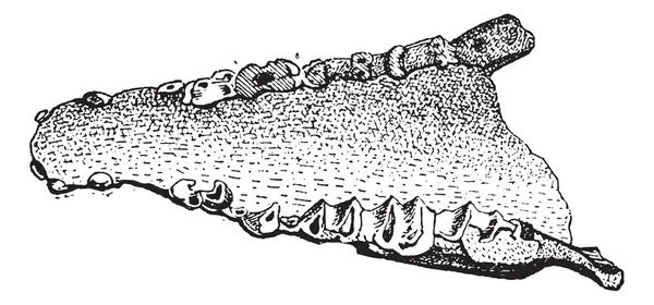 Lophiodon, antika gravür — Stok Vektör