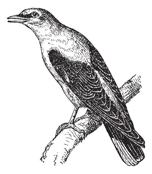Золотой Ориол или Ориол, винтажная гравировка
