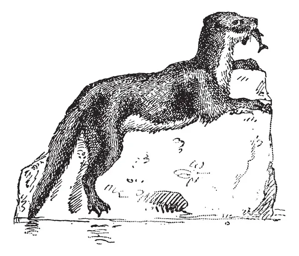 Євразійська Otter або Lutra lutra, vintage гравіювання — стоковий вектор
