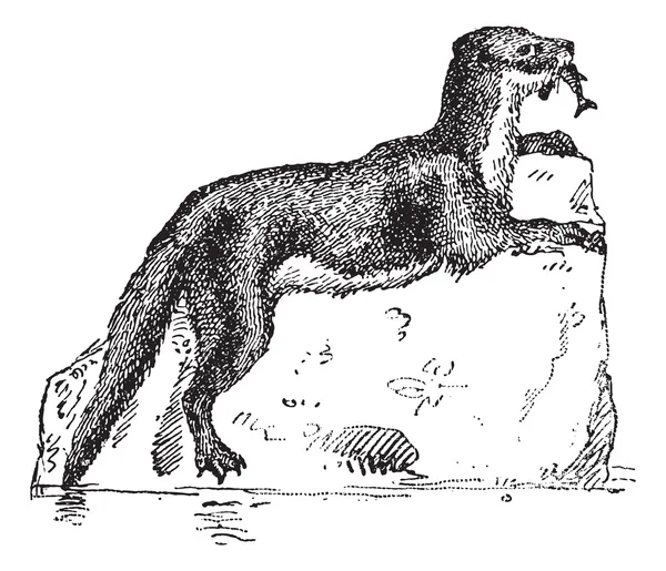 Avrasya otter veya lutra lutra, antika gravür
