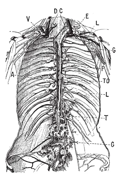 Système lymphatique, gravure vintage — Image vectorielle