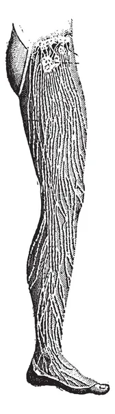 リンパ管、脚のヴィンテージの彫刻 — ストックベクタ