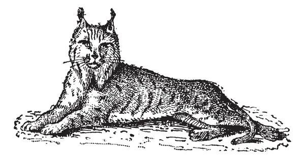 Lynx やボブキャットまたはオオヤマネコ lynx は、ヴィンテージの彫刻 — ストックベクタ
