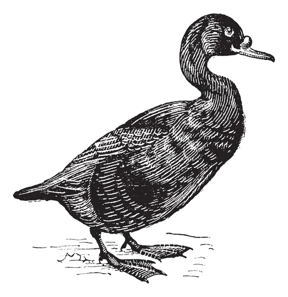 kara ördek veya melanitta nigra, antika gravür