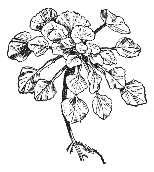 kestane veya trapa natans, antika gravür