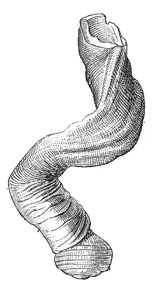 Magilus Coral Snail ou Magilus antiquus, gravura vintage — Vetor de Stock