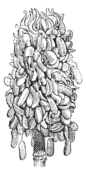 Magnolia o Magnolia sp., incisione vintage — Vettoriale Stock