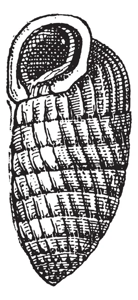 Chrysalis salyangoz veya lauria cylindracea, antika gravür — Stok Vektör