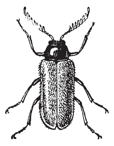 Malacodermata, 빈티지 조각 — 스톡 벡터