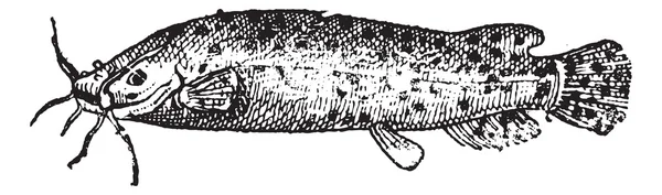 Elektrikli kedi balığı ya da malapterurus sp., antika gravür — Stok Vektör