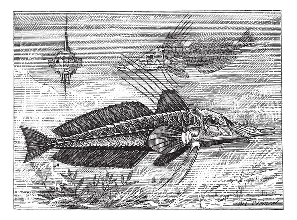 Searobin 또는 Peristediidae, 기갑 빈티지 조각 — 스톡 벡터