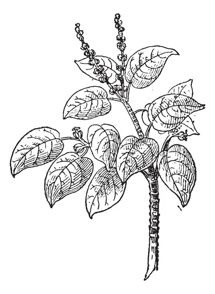 Manchineel или Hippomane mancinella, винтажная гравировка — стоковый вектор