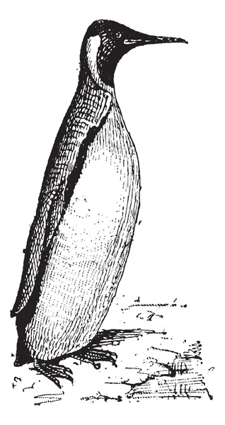 Pinguin oder Spheniscidae, Vintage-Gravur — Stockvektor