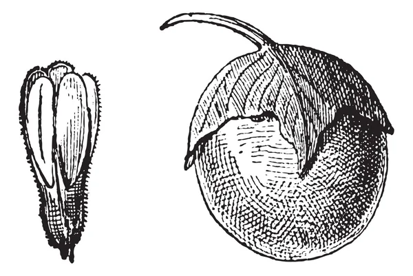 Mandrake або Mandragora sp., вінтажна гравюра — стоковий вектор