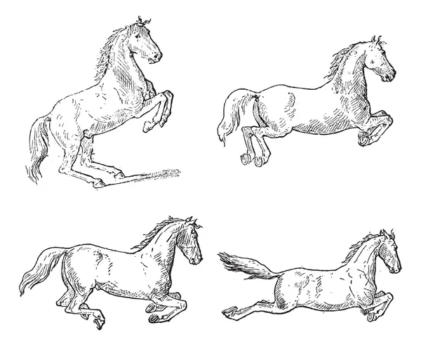 古典马马术运动，复古雕刻 — 图库矢量图片