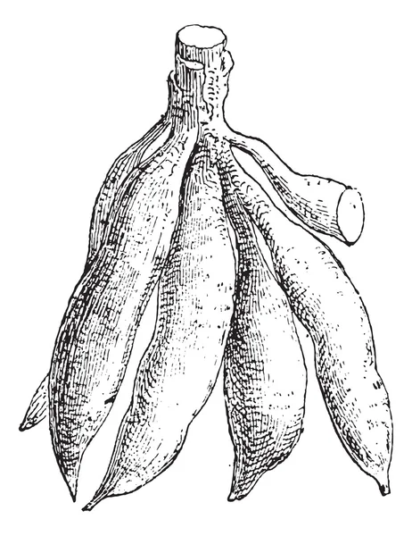 Cassava ou Manihot esculenta, gravura vintage —  Vetores de Stock