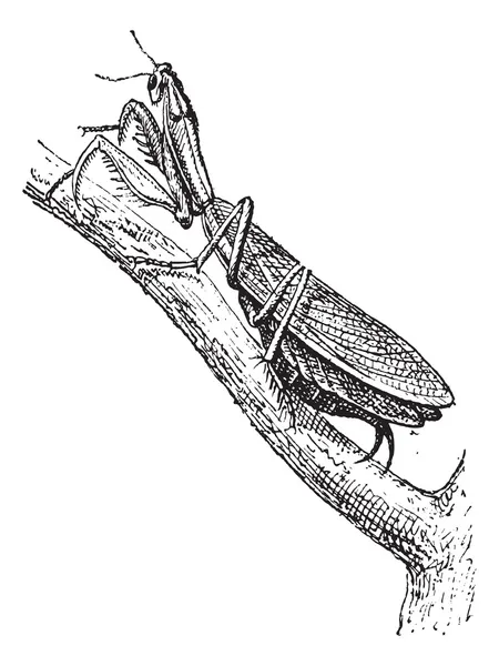 Orando Mantis o Mantis religiosa, grabado vintage — Archivo Imágenes Vectoriales