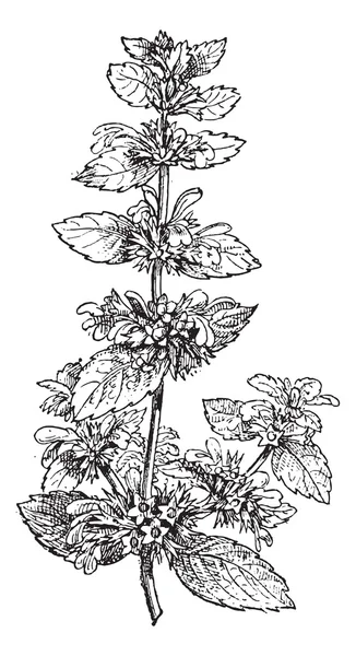 Black Horehound o Ballota nigra, grabado vintage — Archivo Imágenes Vectoriales