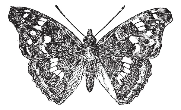 Малый фиолетовый император или Apatura ilia, винтажная гравировка — стоковый вектор