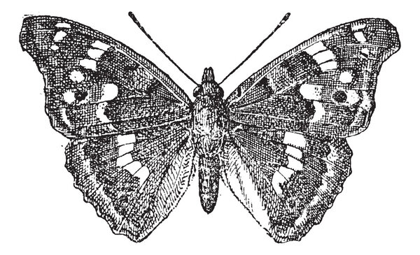 Lesser Purple Emperor or Apatura ilia, vintage engraving