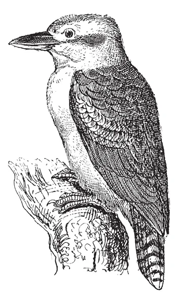 Kingfisher des bois ou Halcyon senegalensis, gravure vintage — Image vectorielle