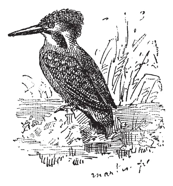 Kingfisher commun ou Alcedo atthis, gravure vintage — Image vectorielle