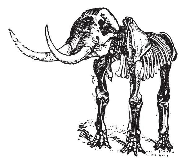 Mastodon eller mammut sp., vintage gravyr — Stock vektor