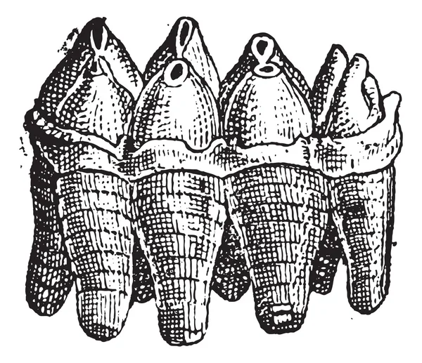 Mastodon Molaire supérieure, gravure vintage — Image vectorielle
