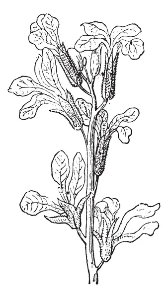 주식 또는 Matthiola sp., 빈티지 조각 — 스톡 벡터