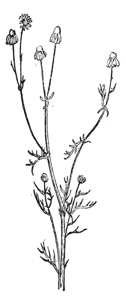 無臭カモミールやローマ カミツレ カラフトムシクイ, ビンテージ彫刻 — ストックベクタ