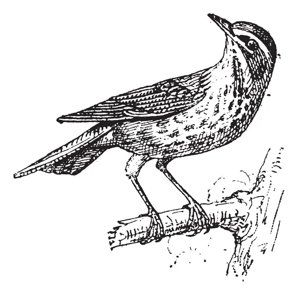 Koperwiek of turdus iliacus, vintage gravure — Stockvector